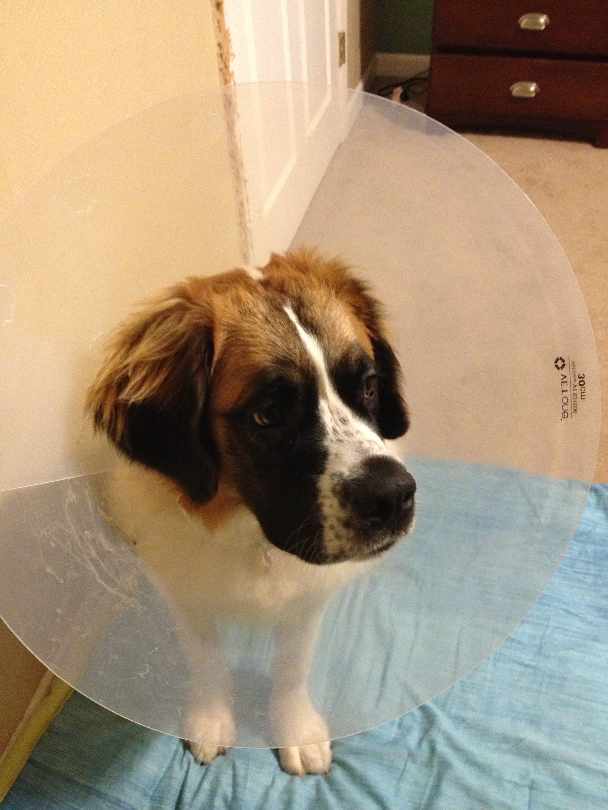 St. Bernard with Cone from Neuter
