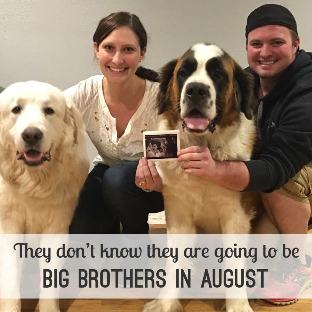 Baby announcement. How we announced our pregnancy. | bexbernard.com
