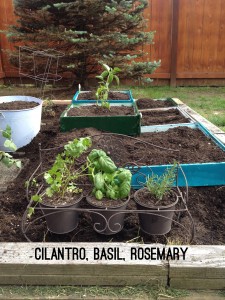 How to make a raised vegetable garden of repurposed drawers. Recycle or reuse household items to make a unique backyard. what to plant in herb garden. | bexbernard.com