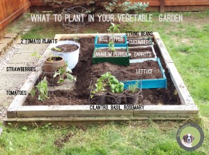 How to make a raised vegetable garden of repurposed drawers. Recycle or reuse household items to make a unique backyard. what to plant in your garden. | bexbernard.com
