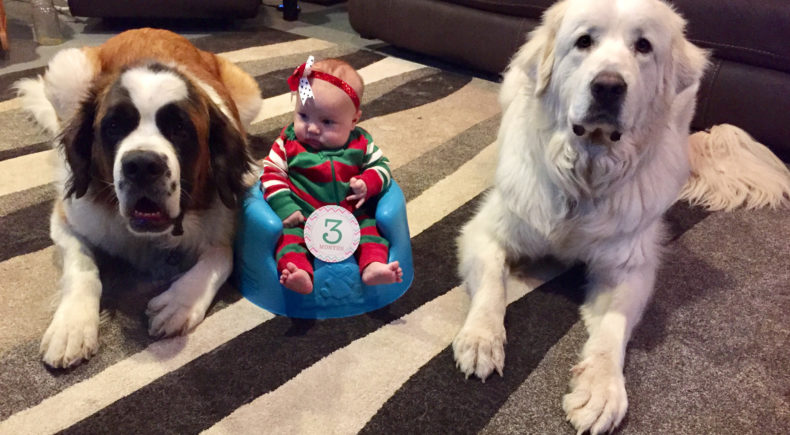 3 month old baby girl / infant in christmas outfit with st. bernard and great pyrenees